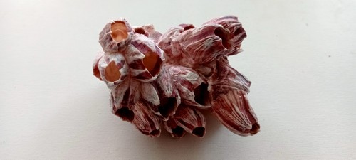Riesige seepocken cluster - seepocken,