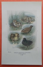 Vögel Küken Nestlings Wildente Moorhuhn Rotschenkel FARBDRUCK 1910 Nest 