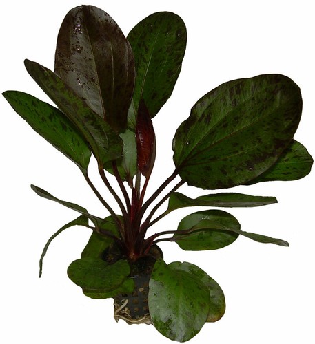 Topf echinodorus ozelot - 1,