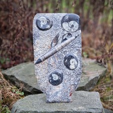 Budawi® XL Orthoceras Platte