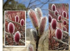 Weidenkätzchen rosa /rot