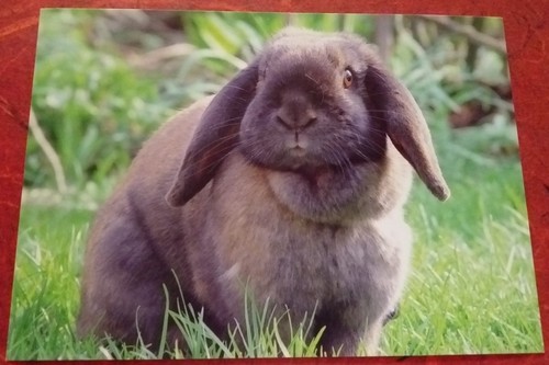 Djh widder kaninchen - widder, ?