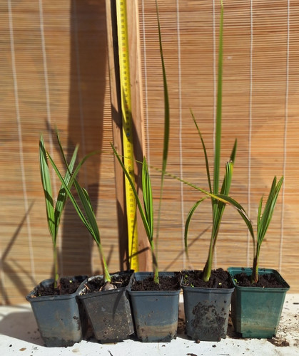 Jubaea chilensis kokospalmen - 1,
