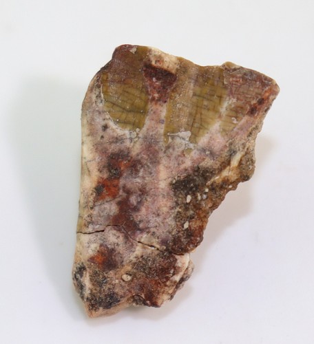 Saurier ouranosaurus - saurier,,