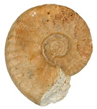 Dogger  Hecticoceras sp