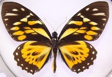 Papilio zagreus aus Peru