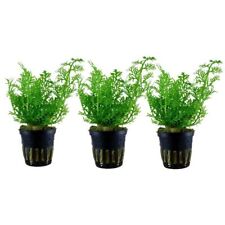 Aquarium Pflanze 3 Stück Ceratopteris thalictroides AquaOne Nr.305A Pflanzen Set