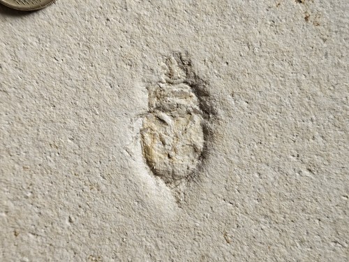 Fossiler käfer auf kalkplatte - fossiler,