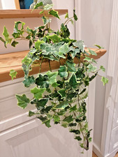 Künstliche Efeuranke, grün-weiß, 70cm