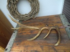 Abwurfstange, Rothirsch,Geweihstange Hirschgeweih Geweih