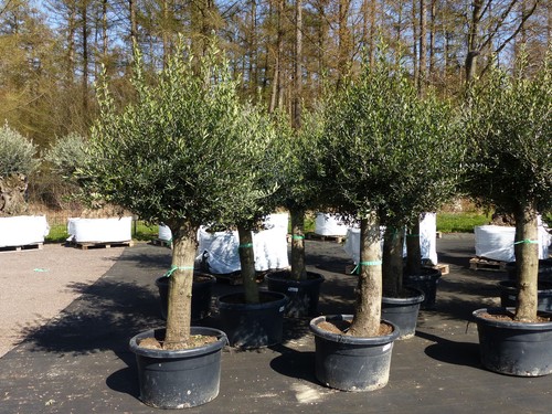 Olivenbaum olive jahre - olivenbaum,