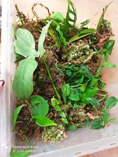 Philodendron Monstera