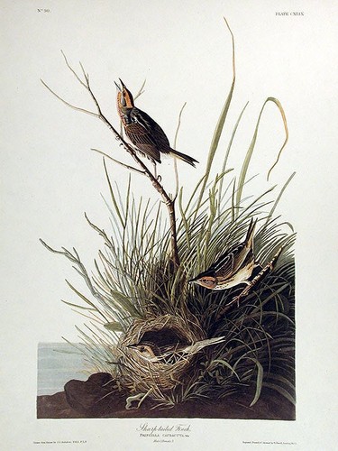 John james audubon - john,