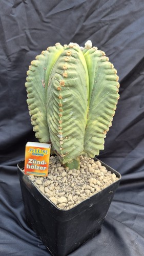 Astrophytum myriostigma kikko - astrophytum,