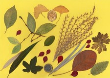 Herbarium getrocknete