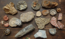 Fossilien Ammonit Phylloceras