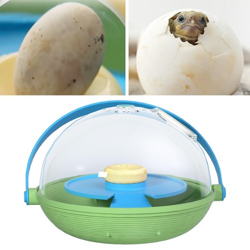 Schildkröten inkubator - schildkröten,