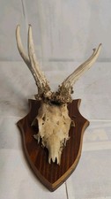 Altes Rehgehörn abnorm Dreistangenbock - aus Nachlass