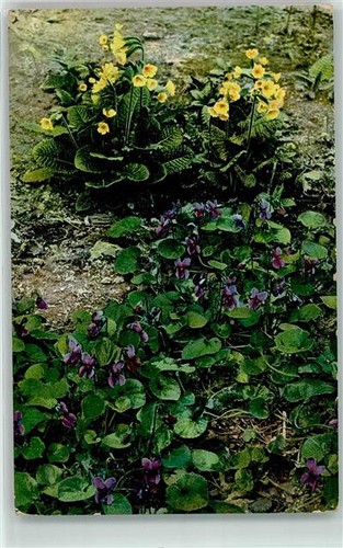 39415382 viola odorata - viola,