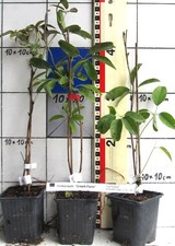 Akebia quinata  "Cream Form  -