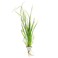 Cyperus helferi - Clip - Aquarium Hintergrund Pflanze Gras Tropica 133A CLP