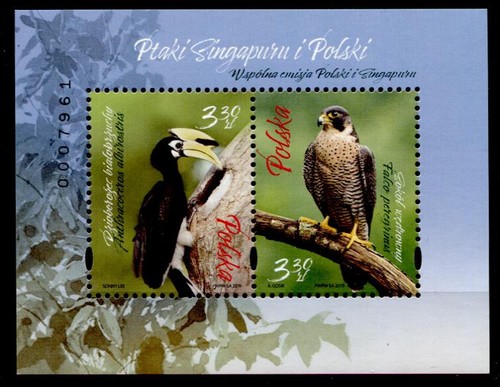 Vögel orienthornvogel - vögel:,