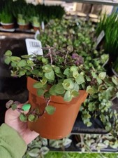 Callisia repens – Knabberpflanze für Tiere im 12cm Topf | Frisch & ungiftig