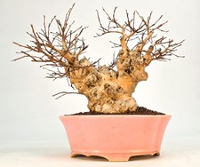 Bonsai Kreppmyrte  -