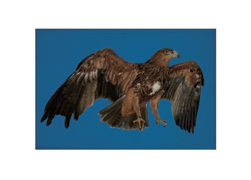 Aufnäher adler blau patch - aufnäher,