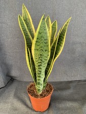 Bogenhanf Sansevieria