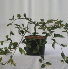 Süntelbuche Gespensterbuche 100-125cm - Fagus sylvatica