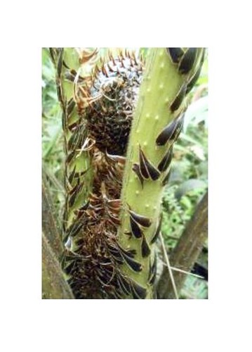 10x cyathea bicrenata - cyathea,