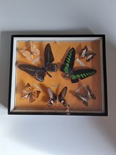 Trop. Schmetterlinge