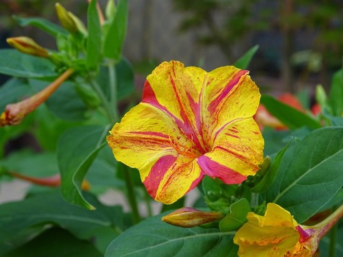 Bunte wunderblume mirabilis - bunte,