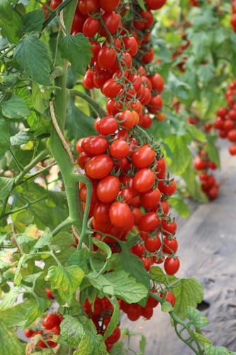 Tomatensamen - , 7+