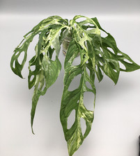 Große Monstera adansonii indonesian marble variegata Stecklinge mit Luftwurzeln