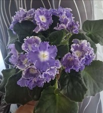 Saintpaulia Usambaraveilchen