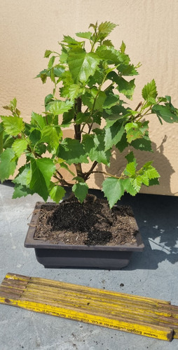 Bonsai birkenbaum - bonsai,,