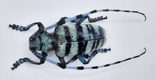 Cerambycidae, Anoplophora