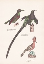 Hoopoe Epimachus squad head