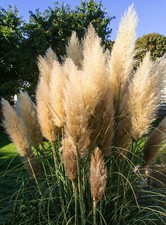200 Samen weißes Pampasgras Cortaderia selloana Ziergras winterhart