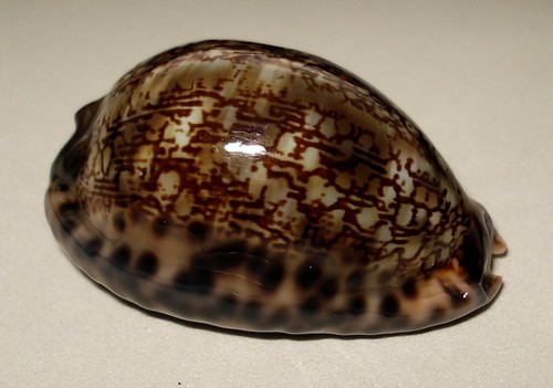 Meeresschnecke cypraea arabica - meeresschnecke,