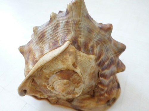 "Riesen-Muschel*Tigermuschel?*