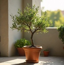 Olivenbaum Stecklinge