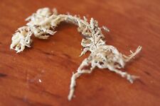 Sphagnum Moos, Torfmoos, getrocknet