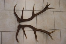 Abwurfstangen Geweihstangen Hirschhorn Hirschgeweih Geweih Horndekoration Passer