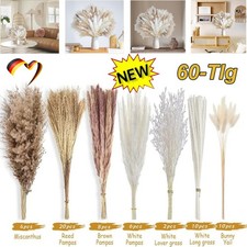 60-Tlg Pampasgras Bündel