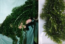 Wasserpest Elodea Densa Pflanzen für den Gartenteich Teich Filterpflanzen Deko !