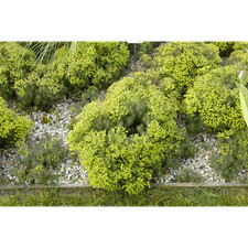 Euphorbia cyparissias fens - euphorbia, 'fens