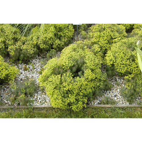 Euphorbia cyparissias fens - euphorbia, 'fens